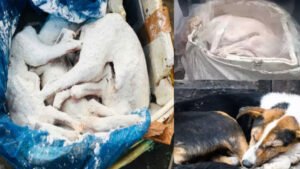 Bengaluru Dog Meat Controversy